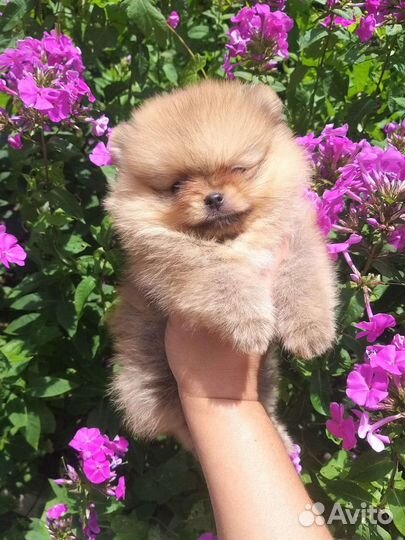 Мини Мышка Девочка Померанский шпиц