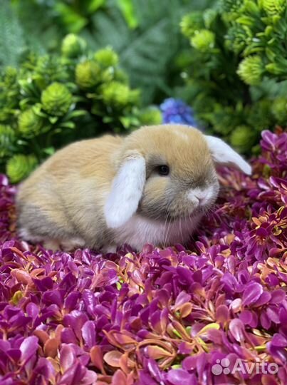 Кролик минилоп