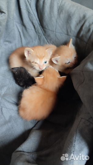 Котята бездомные