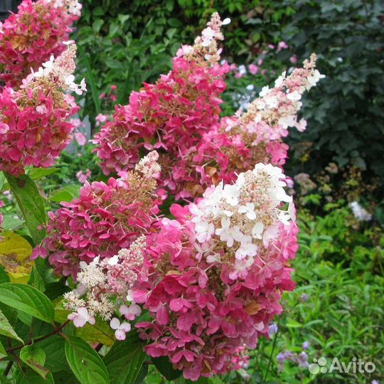 Гортензии 6 сортов