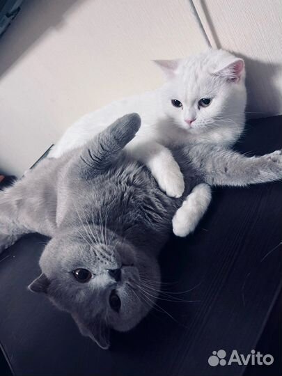 Шотландские котята