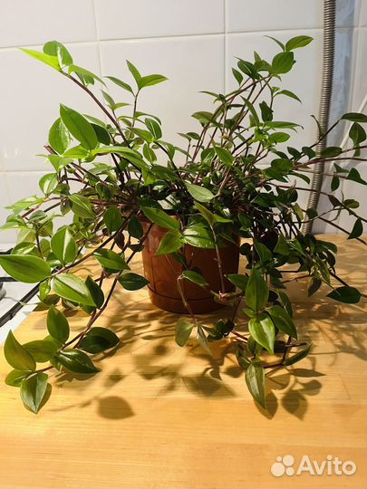 Традесканция мелколистная