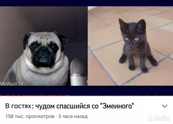 Сорок три книги бесплатно