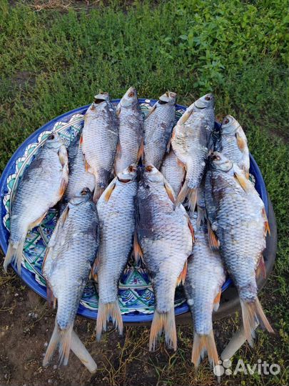 Вяленная рыба