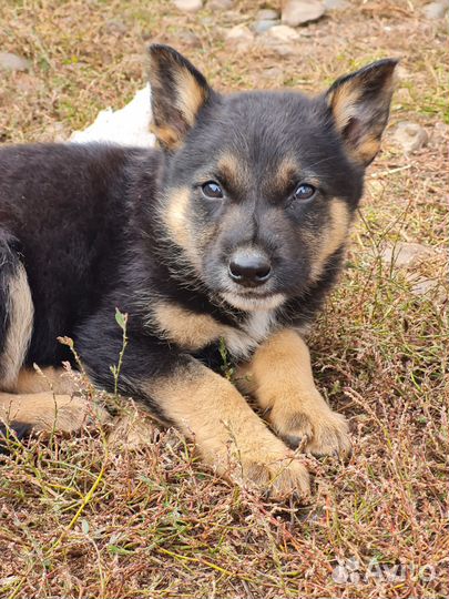 Щенки немецкой овчарки