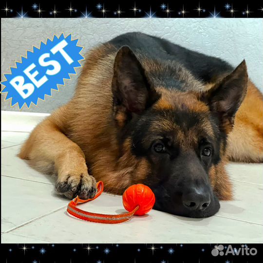 Груминг Экспресс линька Мытьё