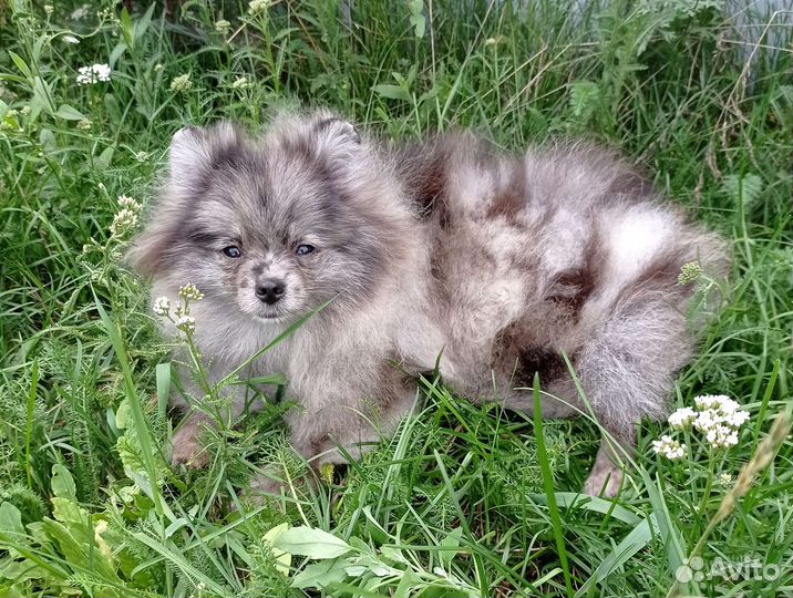 Померанский шпиц