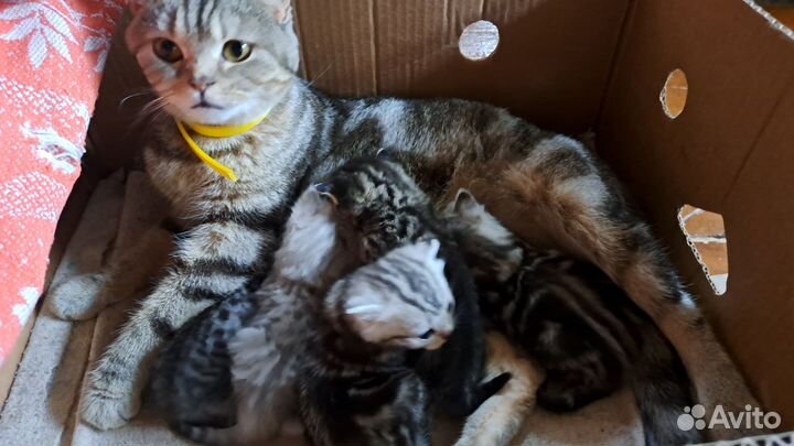 Британские котята