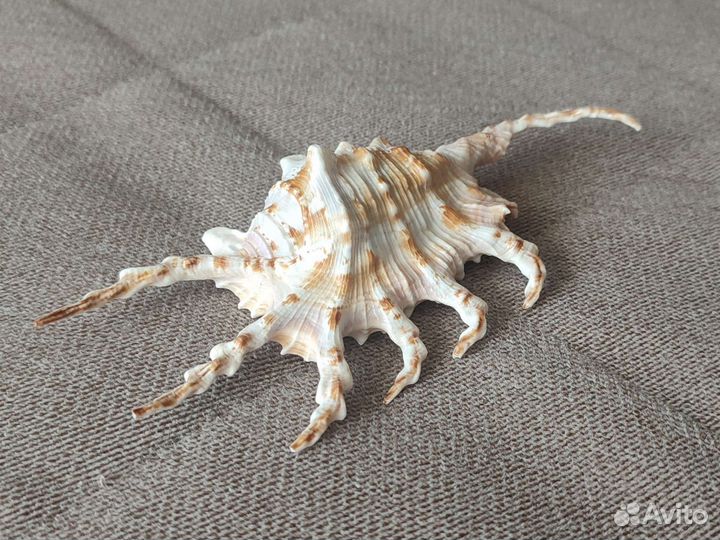 Морские ракушки раковины