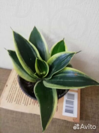 Сансевьерии