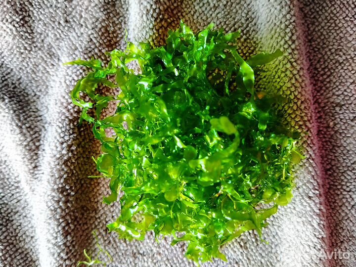 Зеленоград. Растения для аквариум