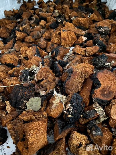 Березовый гриб чага