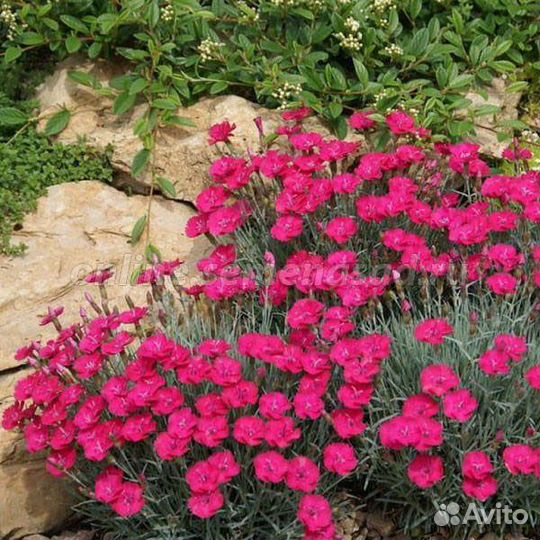 Гвоздика травянка почвопокровная