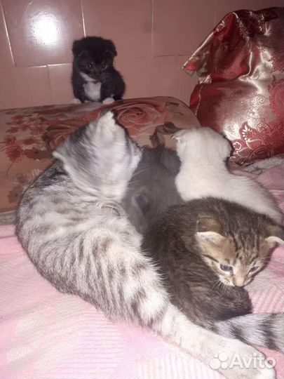 Вислоухие котята