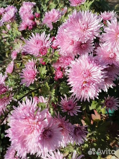 Хризантема