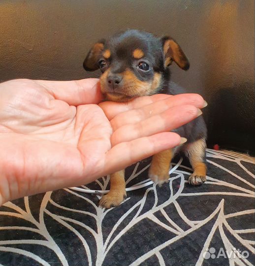 Мини той девочка