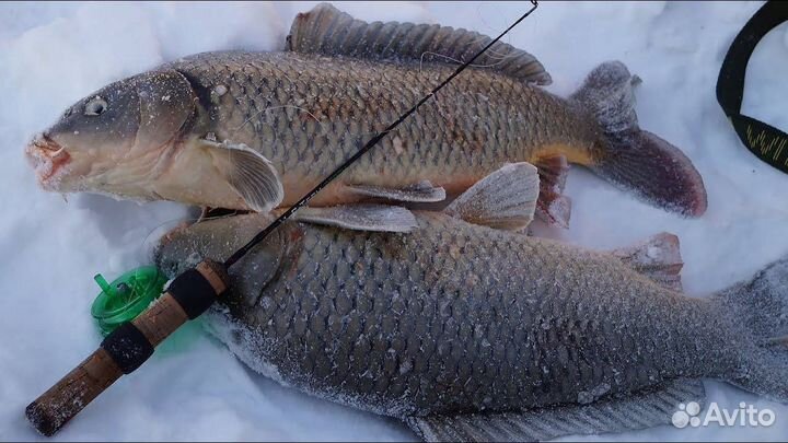 Рыбалка зимняя Карп