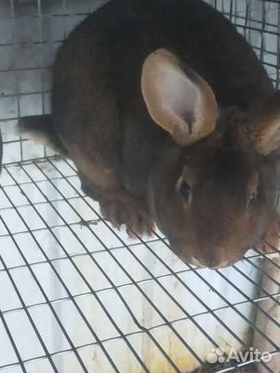 Кролики породы-Рекс