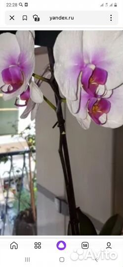 Орхидея Моушен