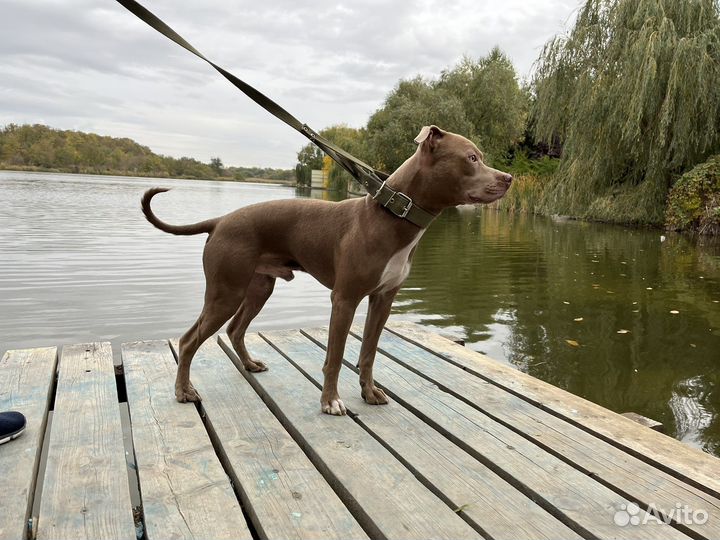 Питбуль вязка