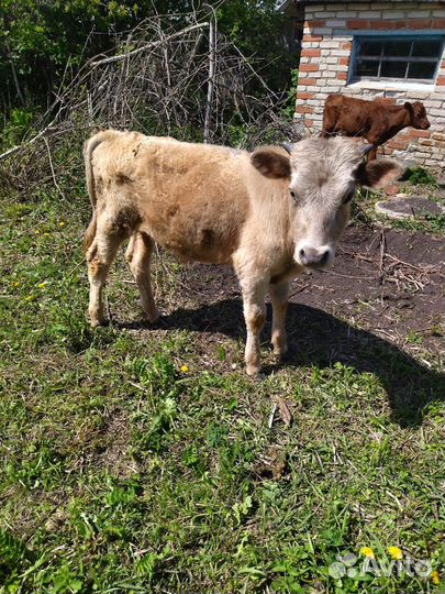 Телки и бычок