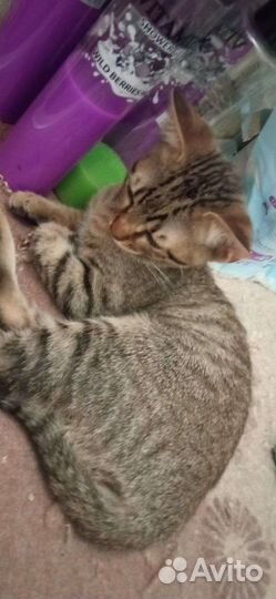 Котёнок девочка