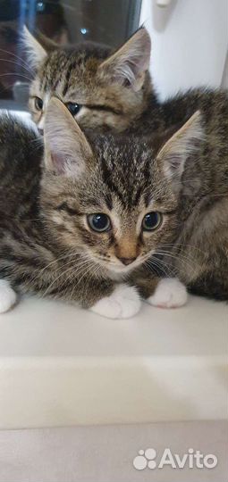 Котик в добрые руки