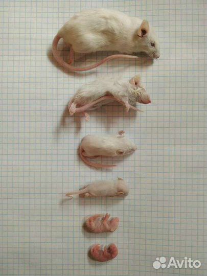 Корма и не только, для экзотических животных