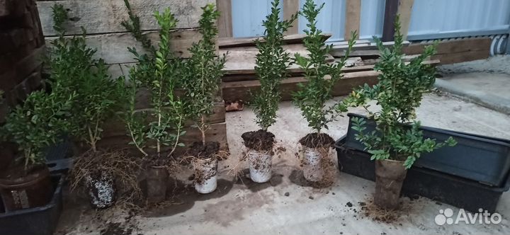 Саженцы самшита