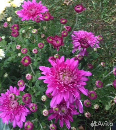 Хризантемы