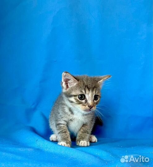 Котенок Сима возраст 1,5 месяца в добрые руки