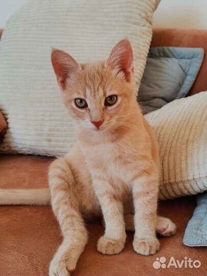 Котенок мальчик персиковый очень ласковый