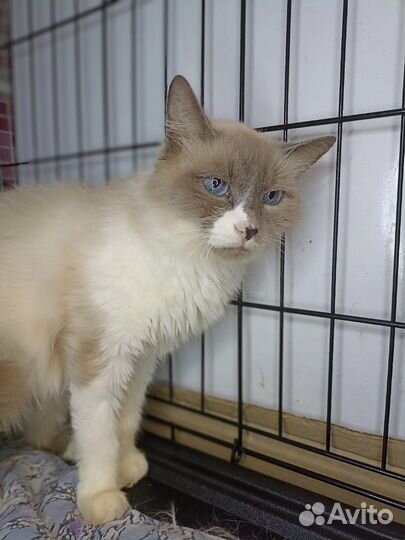 Кошка в дар