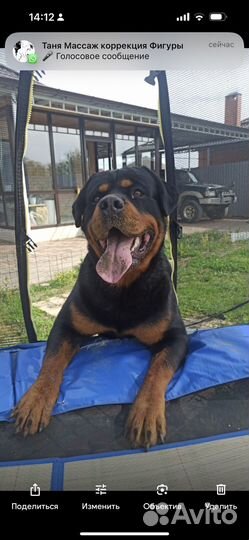 Вязка ротвейлера