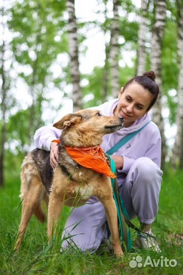 Собака Айка из приюта ищет дом