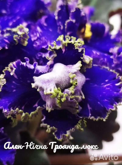 Фиалка сортовая