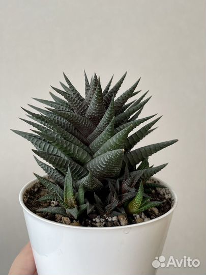 Гастерия и хавортия разные