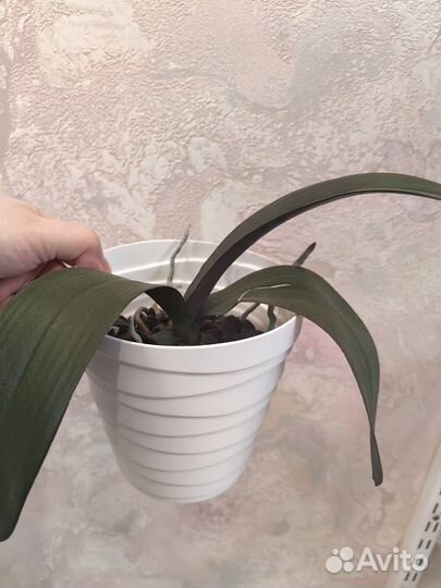 Фаленопсис Phal. Ever Spring Prince 'Star#6'