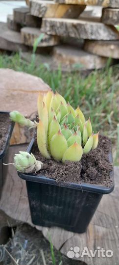 Молодило каменная роза