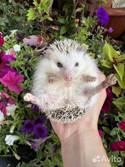 Африканский ежик