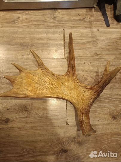 Продам рога лося