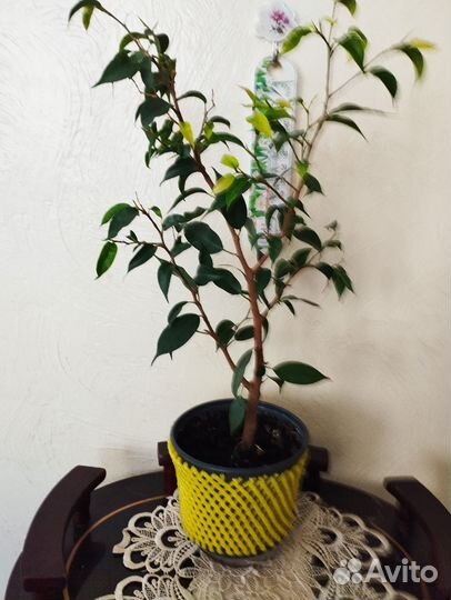 Бенджамина