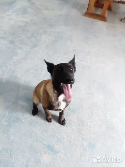 Бельгийский Малинуа