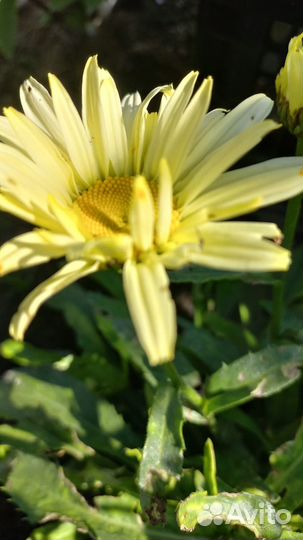 Банановая ромашка