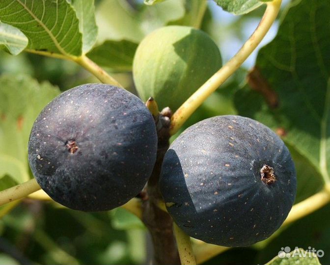 Инжир Крымский Черный (саженец)