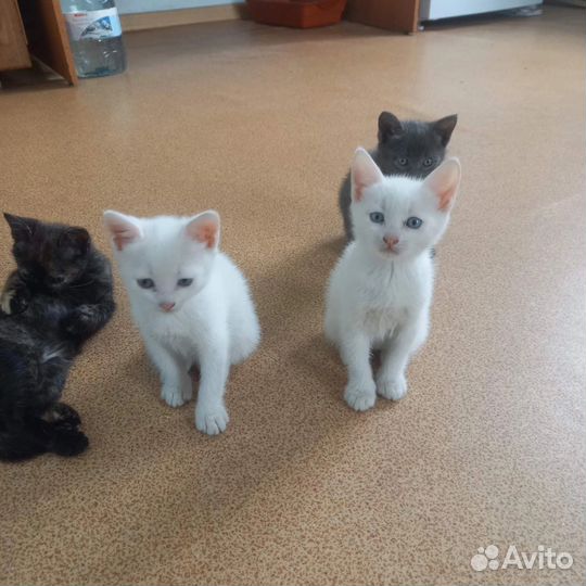Котята в добрые руки