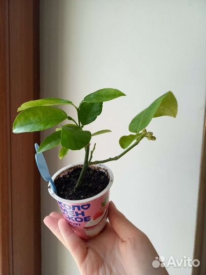 Лимон Пандероза с бутоном