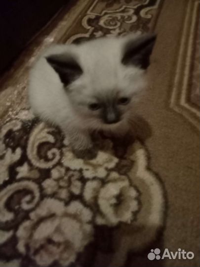 Сиамские котята