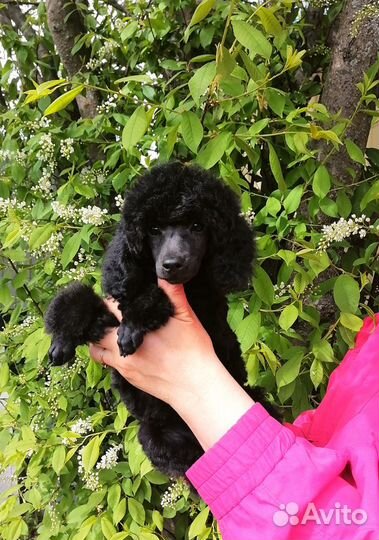 Той пудель детки