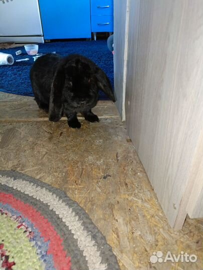 Кролики мясных пород